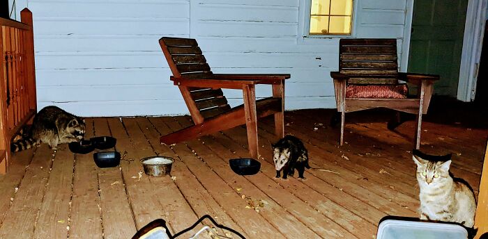 Had To Break Up A Wild Party On My Back Porch Last Night