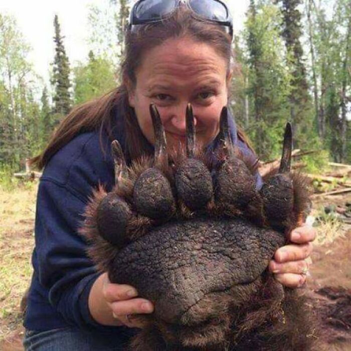 Bear Paw Is Pretty Metal