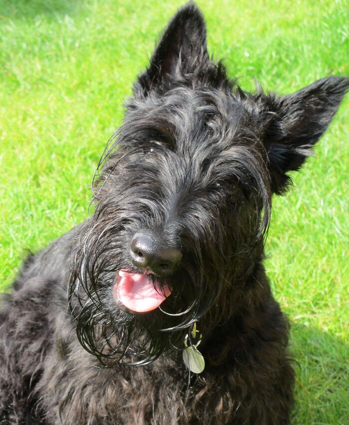 Black Scottish Terrier