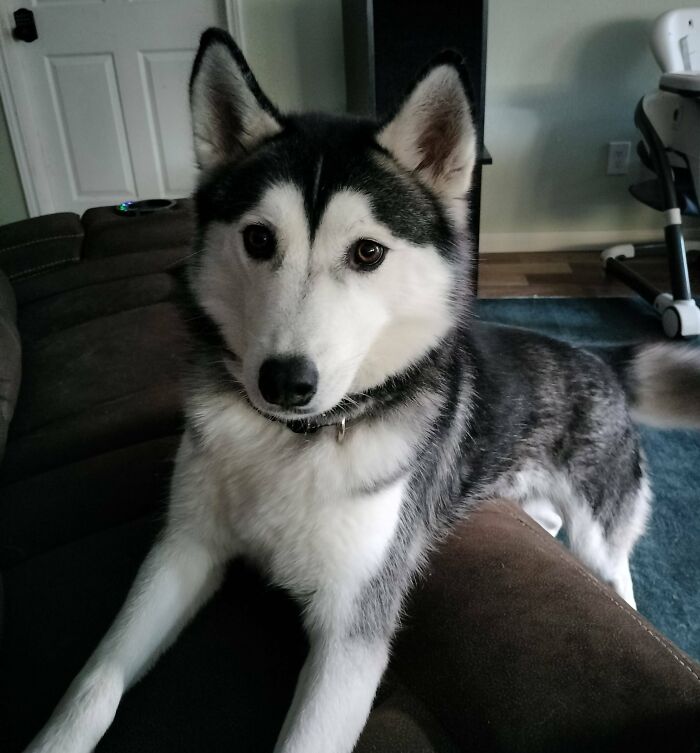 After A Year Of Treatment This Wonderful Lady Is Heartworm Free