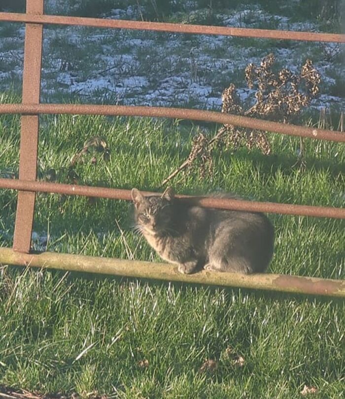 Spotted A Stray Cat On The Grounds Of The Property I'm Renting Out. Should I Charge My Tenants A Pet Fee?