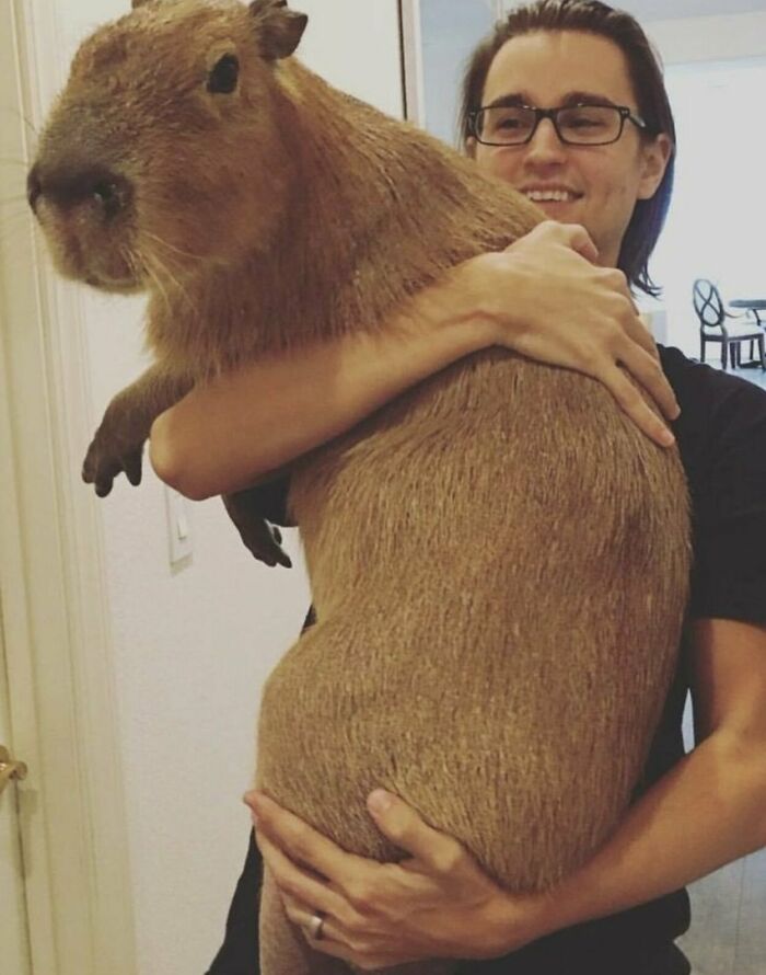 Capybara