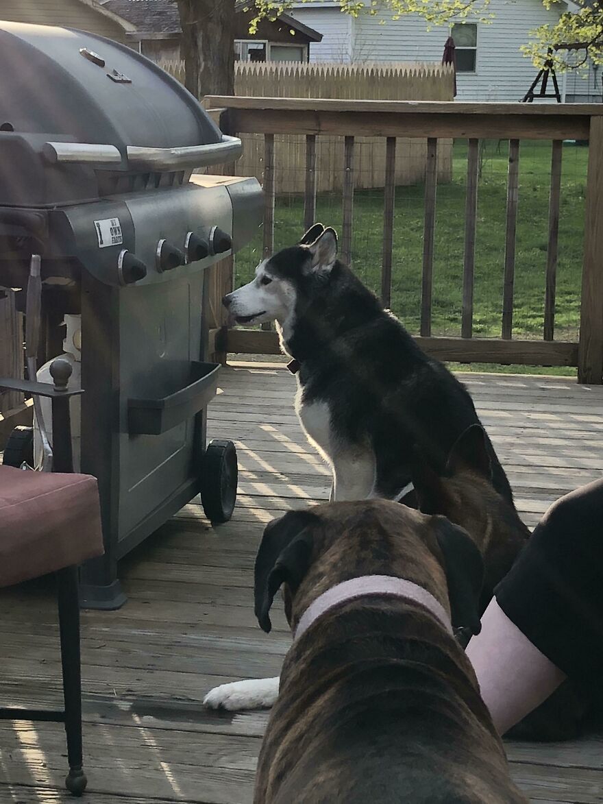 My Husky Is Going Blind And Likes To Stair Off The Deck. She Didn&rsquo;t Realize We Put The Grill Back.