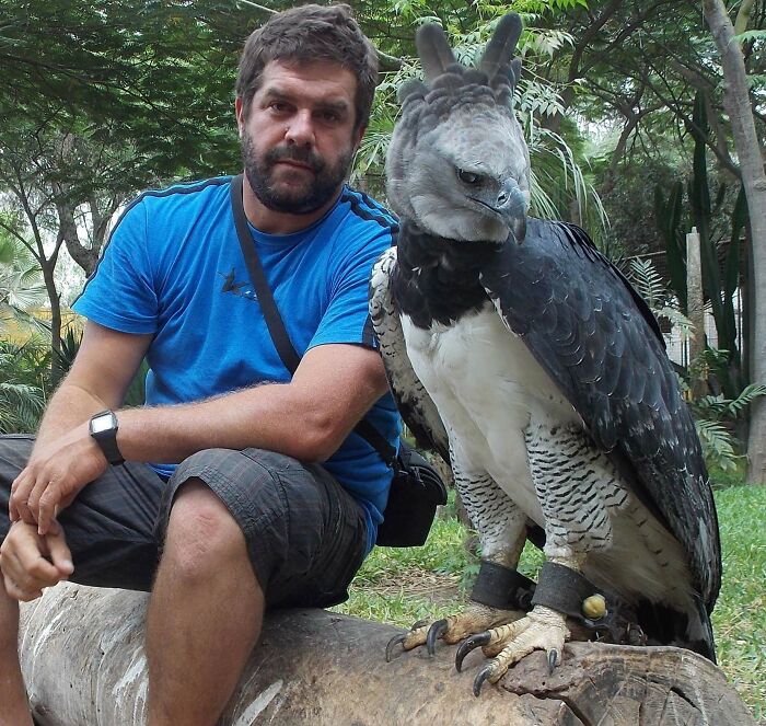 The Beautiful Harpy Eagle