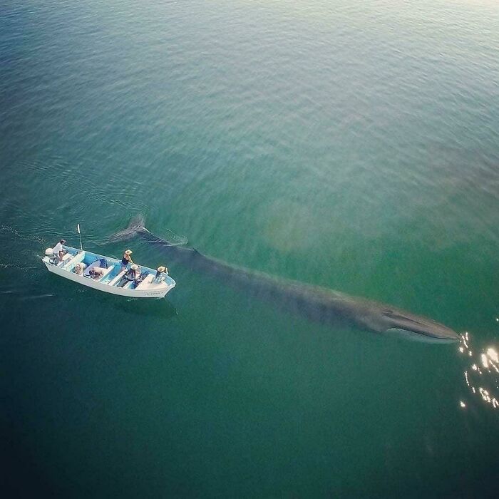 The Second Largest Whale In The World - Fin Whale