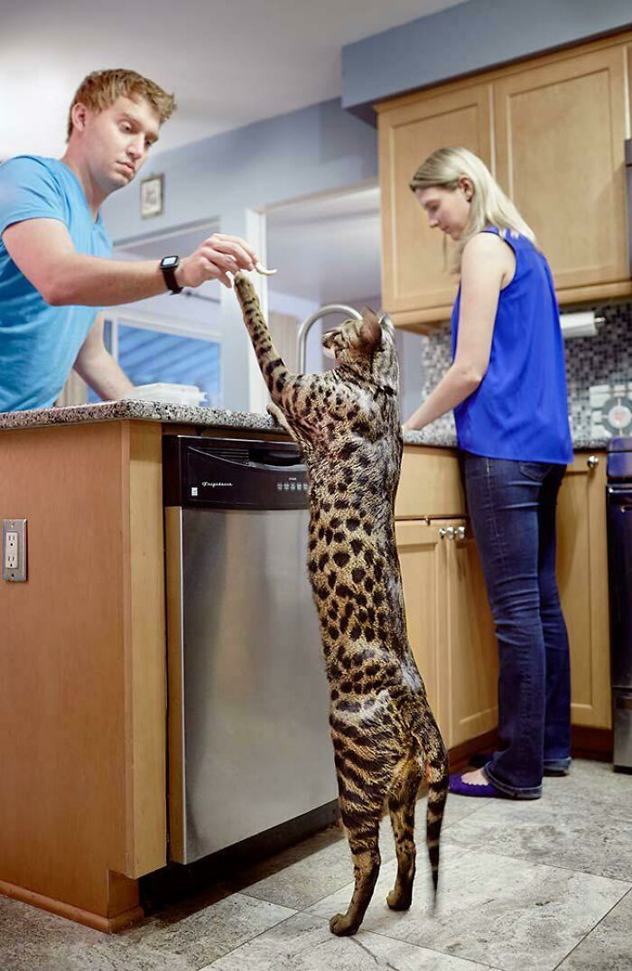The Bengal Cat
