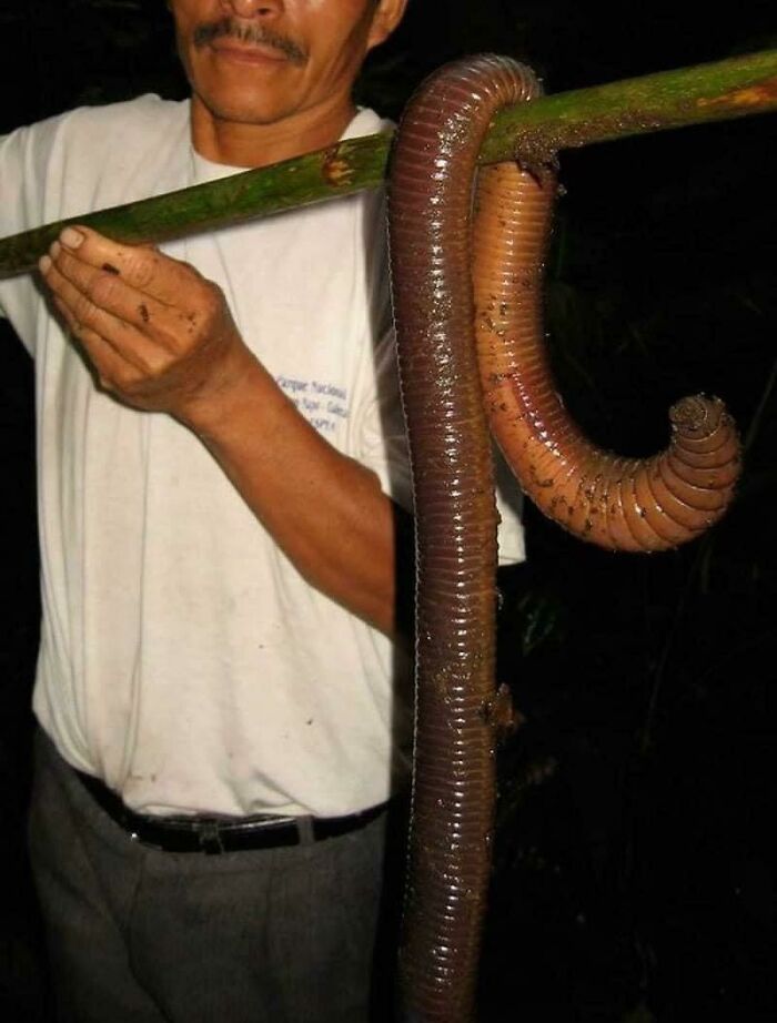 Wonder What Sort Of Fish You'd Catch With This Worm?