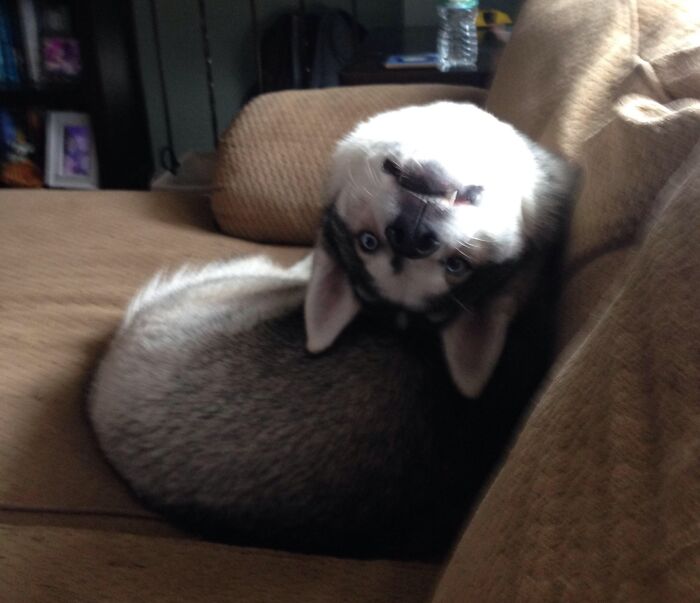 Husky Responding To His Name In A Completely Normal Manner