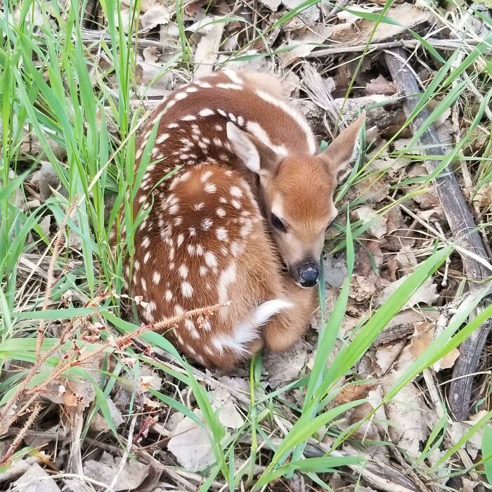 10/10 Cutest Mushroom I Saw While Foraging Today
