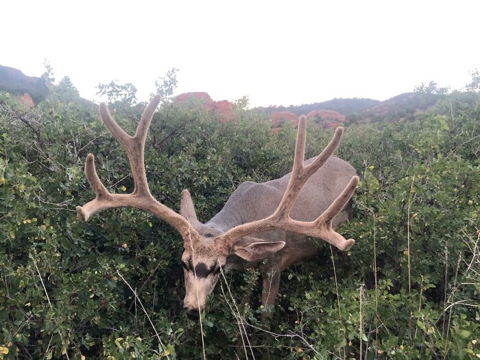 Me And This Deer Chilled For A Solid 15-20 Minutes. I Was So Close I Could’ve Reached Out And Touched Him. Bros For Life