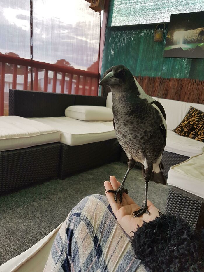 Esta urraca salvaje y yo nos hemos hecho buenas amigas