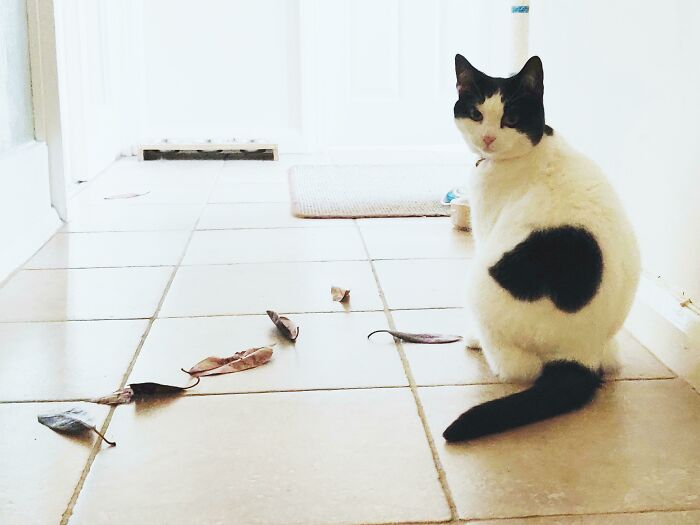 She Has Carefully Selected Each Leaf, Only Choosing Red Or Brown Ones, And Has Brought Them Inside One By One And Placed Them Outside My Bedroom. She Does This Every Day