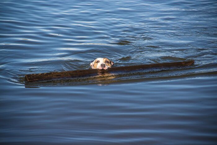 This Is Old, But I Threw Her A Stick And In Return She Brought Me A Railroad Beam. Sometimes She Finds Potatoes. She's My Best Friend