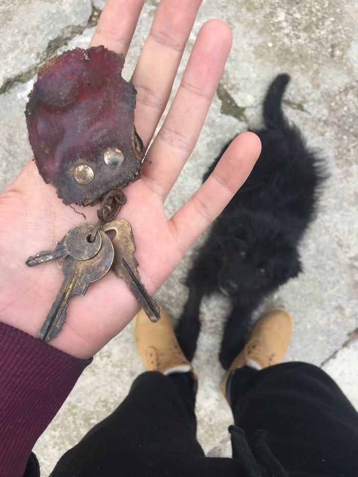 Milo Keeps Giving Me Gifts. He Found This One Buried In My Yard. I Have No Idea What It Unlocks