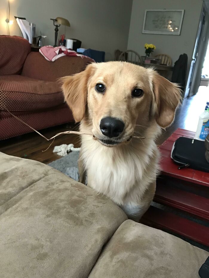 My Pupper Saw Me Drowning In School Work, So She Brought Me A Present