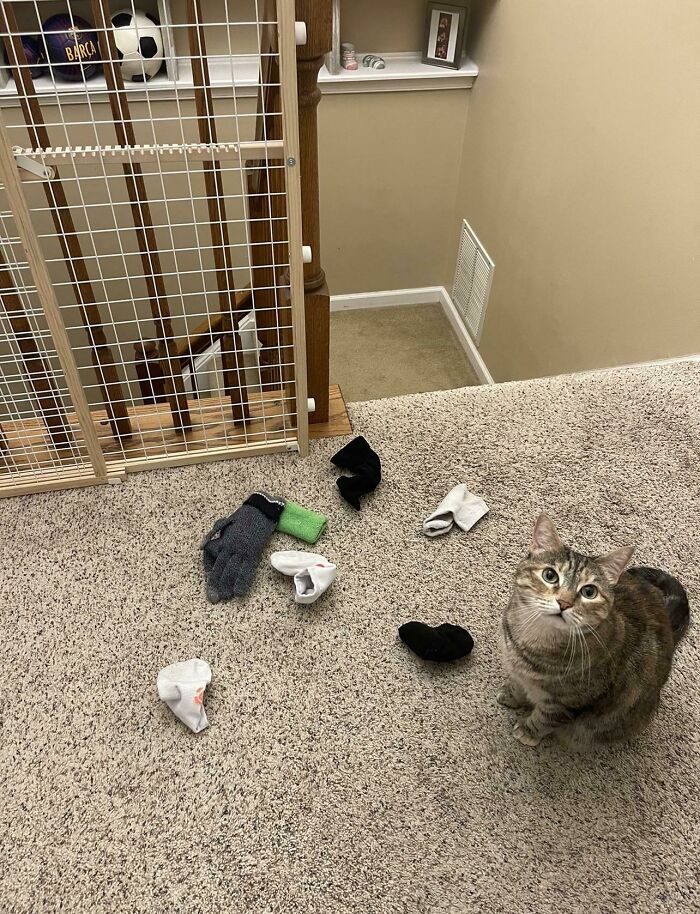 Today’s Offering (So Far) That She Brought Up Two Flight Of Stairs To The Outside Of My Room