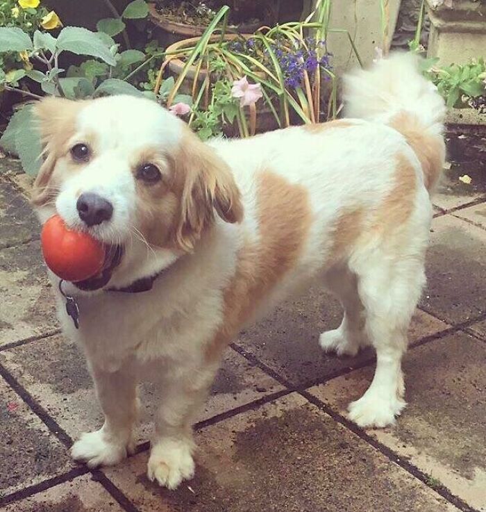 He Brought Me A... Tomato?