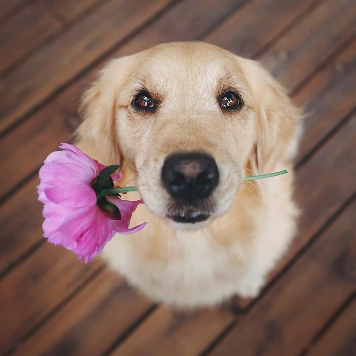 Pupper Brought You A Flower