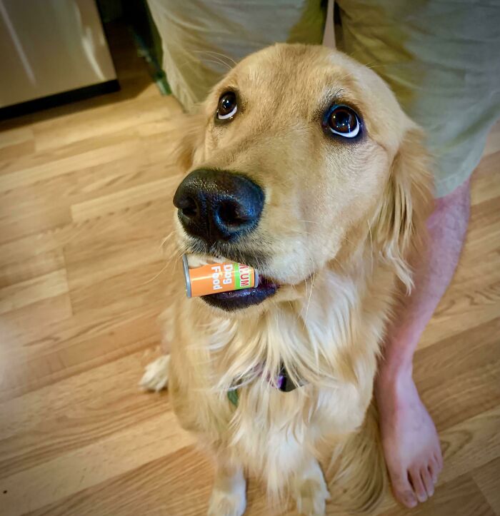 My Golden Brought Me A Piece Of My Daughter’s Play Set. I Think She’s A Little Hungry