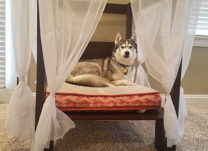 I Built My Husky A Canopy Bed, And Now She Won't Get Out Of It
