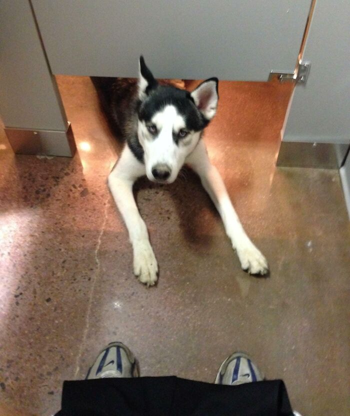 This Husky Appeared While I Was Pooping In A Public Restroom. It Stared At Me For A Few Seconds And Then Ran Away