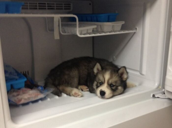 Our Husky Stark Seemed A Little Overheated After His Walk This Morning, So We Decided To Tried Something Out. 