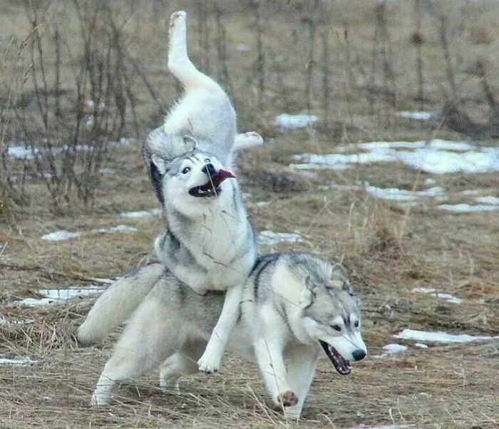 A Friends Majestic Huskies