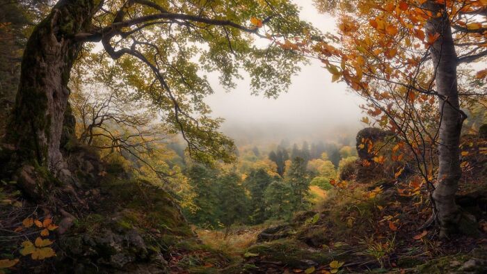 The Advent Of Autumn