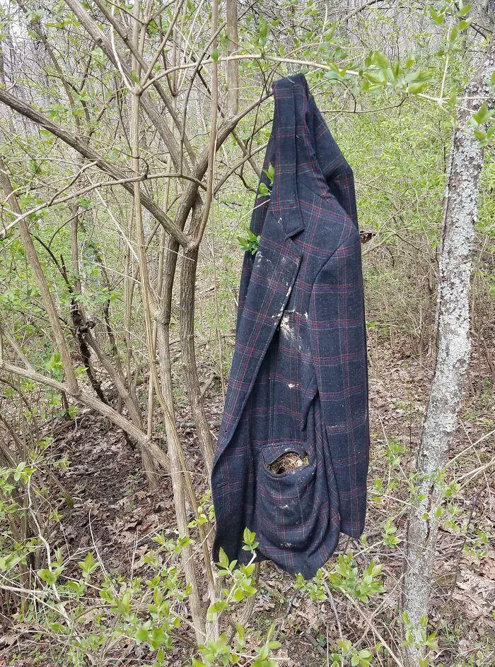 An Old Jacket Hanging In The Woods With A Bird's Nest Built In The Pocket