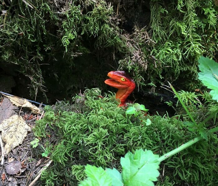 Someone Hid A Bunch Of Little Plastic Dinosaurs Amongst The Trees On A Hiking Trail