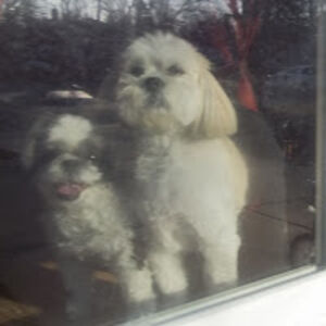 melissakatona_1 avatar