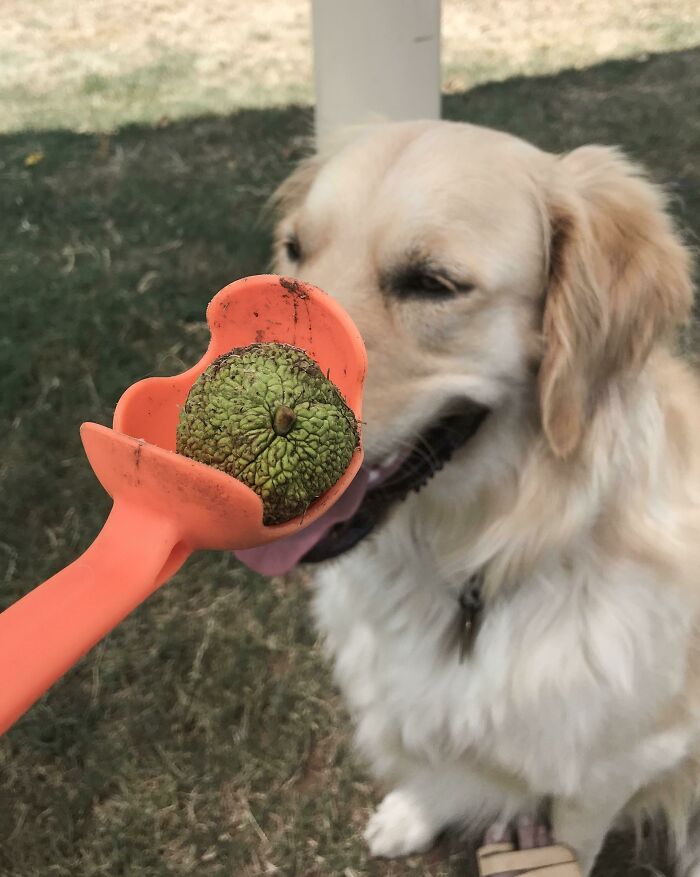 I Threw A Tennis Ball, He Brought Back A Crab Apple. Close Enough, I Guess