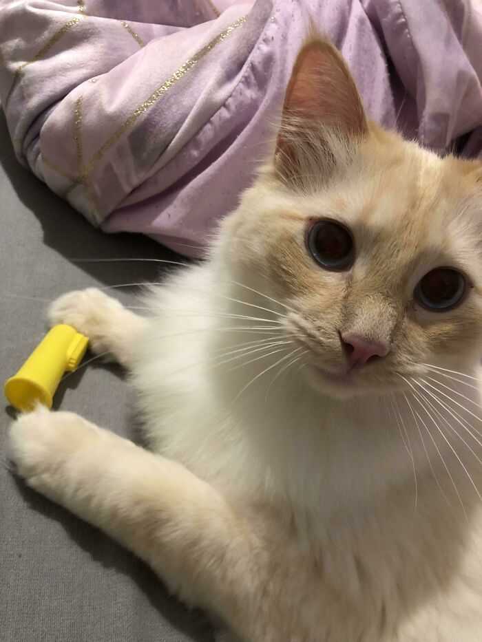 It’s 00:30 AM And The Cat Just Brought Me His Toothbrush