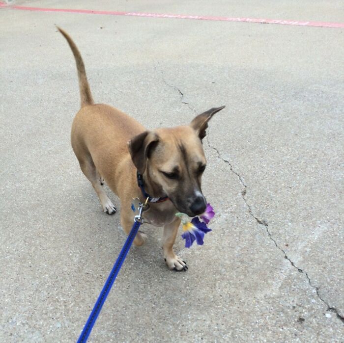 She Found Some Flowers On Our Walk And Brought Them Home