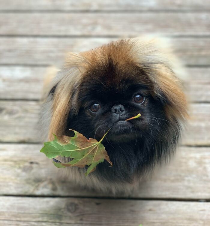 It’s My Puppy’s First Fall. She’s A Fan Of The Falling Leaves