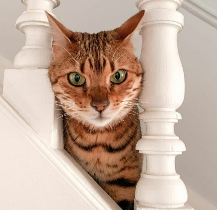 Bengal Cat Named Pixie