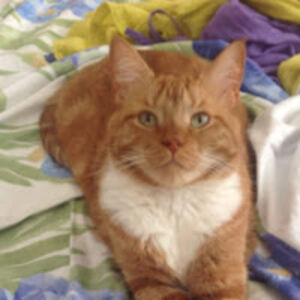 khajiitkitten avatar