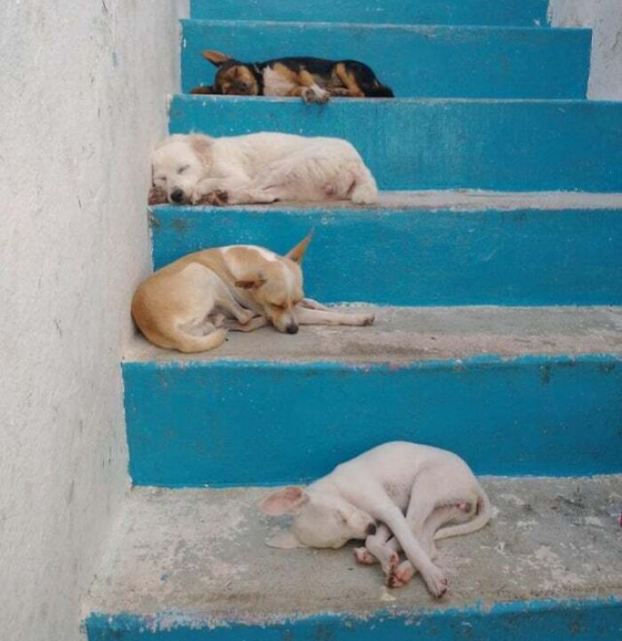 The Nap Gang Is On The Town