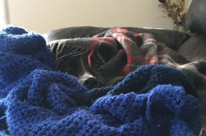 How I Find My Dog Most Days!