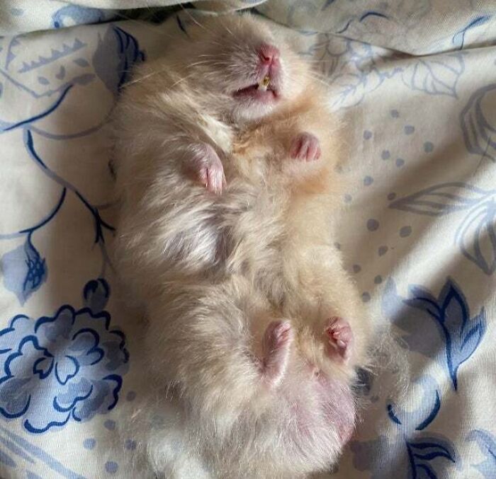 Passed Out After Some Early Morning Zoomies