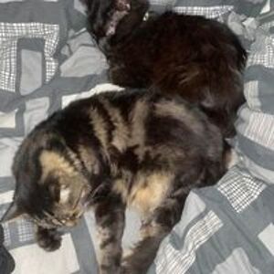 deanna_c_torres avatar