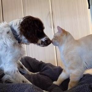 nickybourdillon avatar