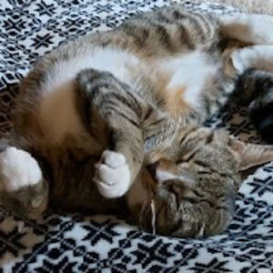 catherinefequet70 avatar