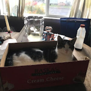 ellesandraharo avatar