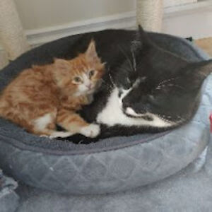 phoenixfreddy avatar