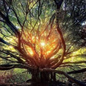 amandamedeiros avatar