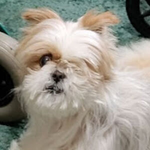 donnaleclair_1 avatar