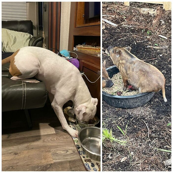 We Have Have Some Of The Laziest Animals. A Dog And A Pig That Sit While They Eat 