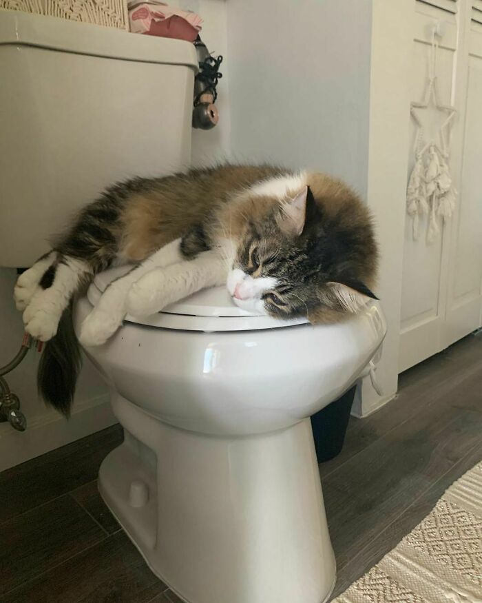 I See. It’s The Best Place To Take A Nap In A Hot Day