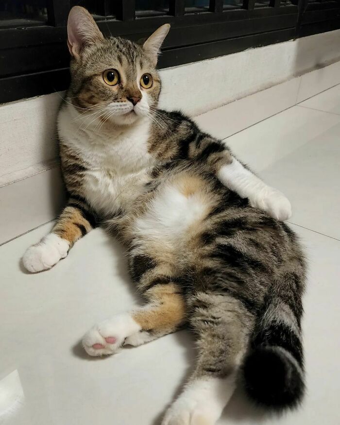 Meowma Said I Am Lazy